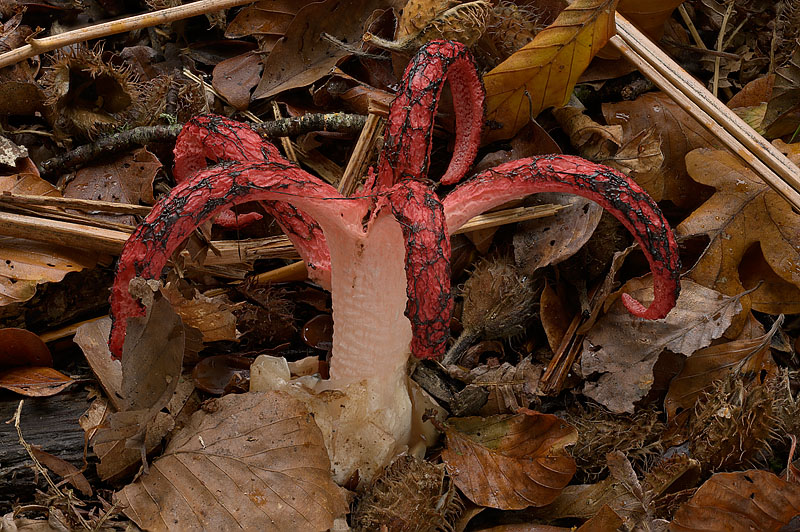 Clathrus archeri